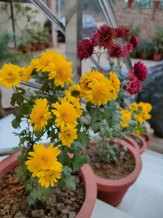 ***  Hotel Karan Vilas Agra  Indie